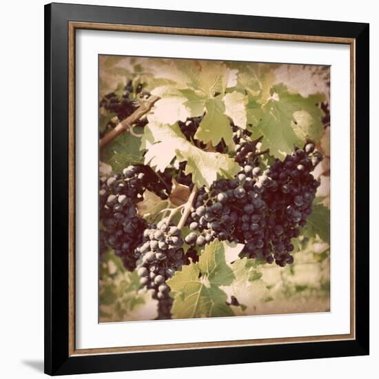 Vintage Grape Vines II-Jason Johnson-Framed Photographic Print