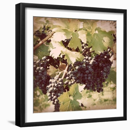 Vintage Grape Vines II-Jason Johnson-Framed Photographic Print