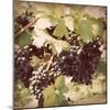 Vintage Grape Vines II-Jason Johnson-Mounted Photographic Print