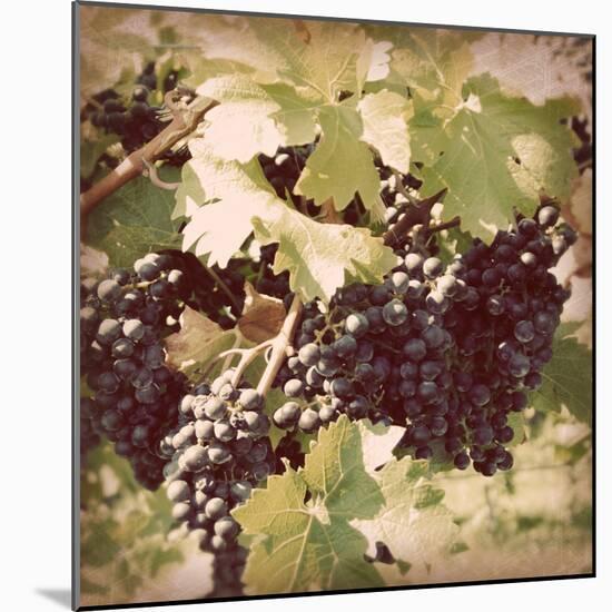 Vintage Grape Vines II-Jason Johnson-Mounted Photographic Print
