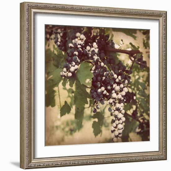 Vintage Grape Vines IV-Jason Johnson-Framed Photographic Print