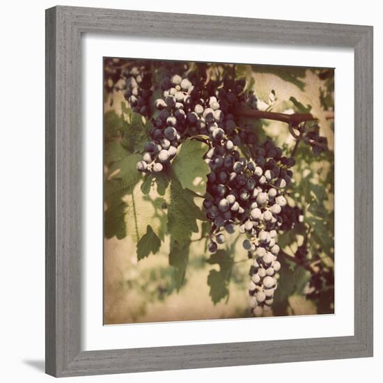 Vintage Grape Vines IV-Jason Johnson-Framed Photographic Print