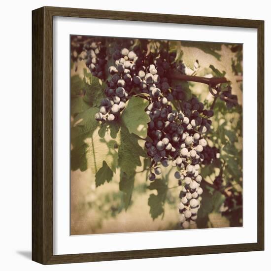 Vintage Grape Vines IV-Jason Johnson-Framed Photographic Print