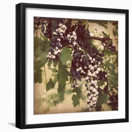 Vintage Grape Vines IV-Jason Johnson-Framed Photographic Print