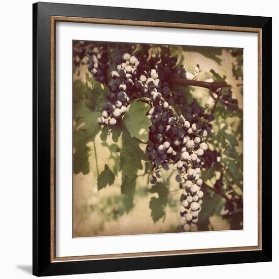 Vintage Grape Vines IV-Jason Johnson-Framed Photographic Print