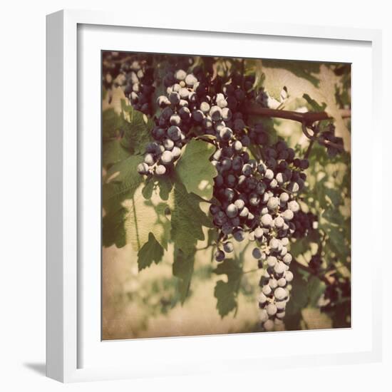 Vintage Grape Vines IV-Jason Johnson-Framed Photographic Print