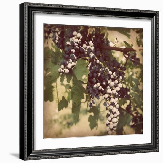 Vintage Grape Vines IV-Jason Johnson-Framed Photographic Print