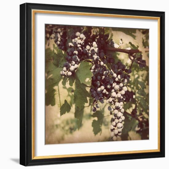 Vintage Grape Vines IV-Jason Johnson-Framed Photographic Print