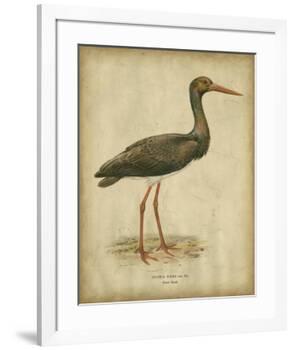 Vintage Heron I-Von Wright-Framed Art Print