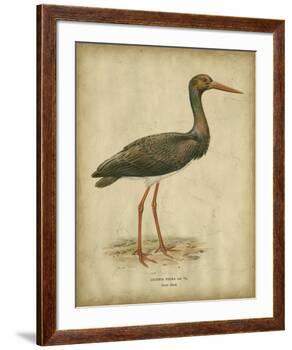Vintage Heron I-Von Wright-Framed Art Print
