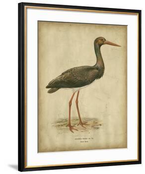 Vintage Heron I-Von Wright-Framed Art Print