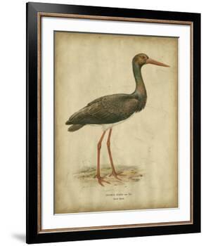 Vintage Heron I-Von Wright-Framed Art Print