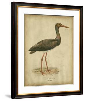 Vintage Heron I-Von Wright-Framed Art Print