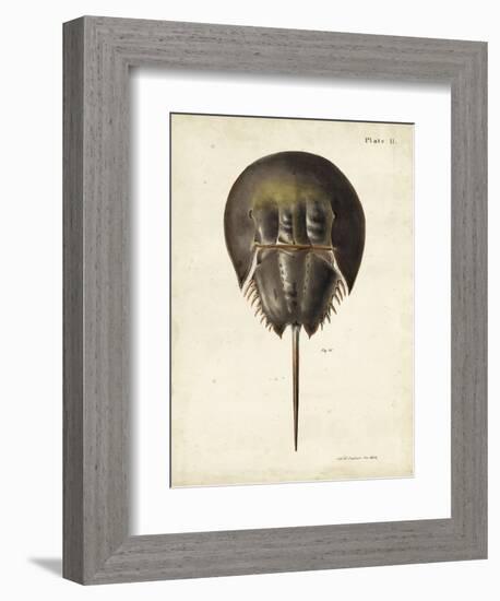 Vintage Horseshoe Crab-DeKay-Framed Art Print