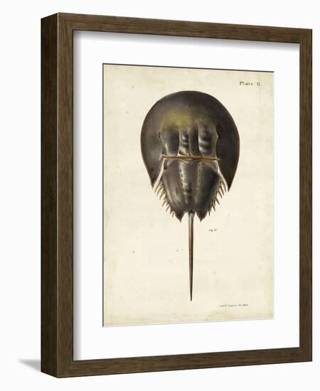 Vintage Horseshoe Crab-DeKay-Framed Art Print