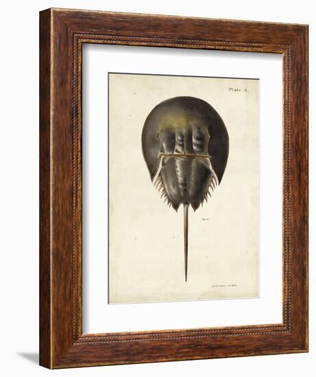 Vintage Horseshoe Crab-DeKay-Framed Art Print