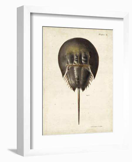 Vintage Horseshoe Crab-DeKay-Framed Art Print