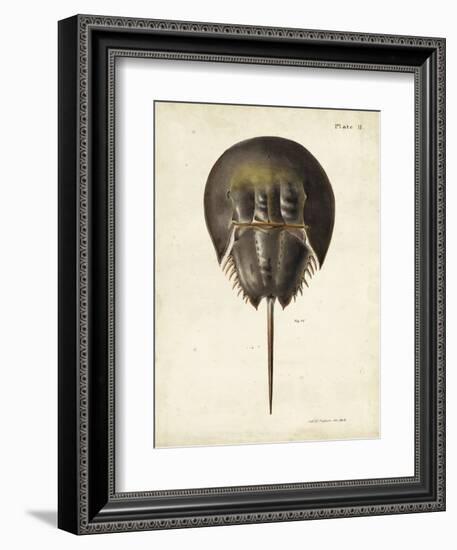 Vintage Horseshoe Crab-DeKay-Framed Art Print