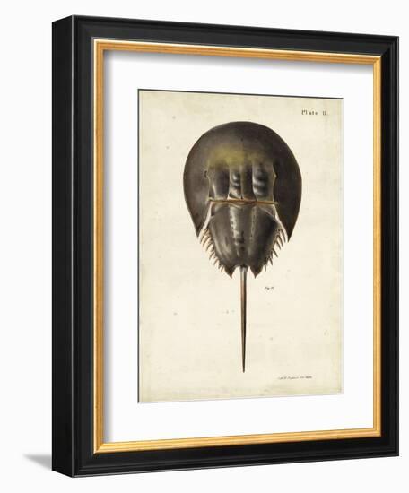 Vintage Horseshoe Crab-DeKay-Framed Art Print