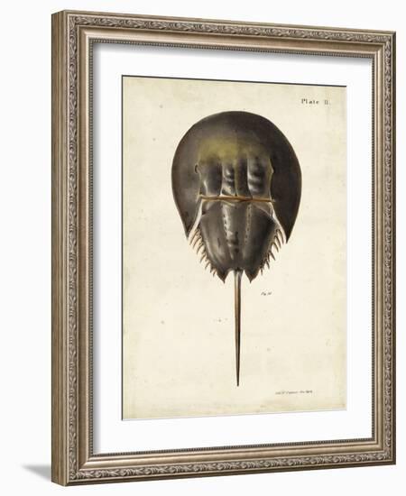 Vintage Horseshoe Crab-DeKay-Framed Art Print