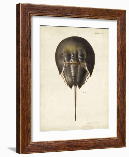 Vintage Horseshoe Crab-DeKay-Framed Art Print