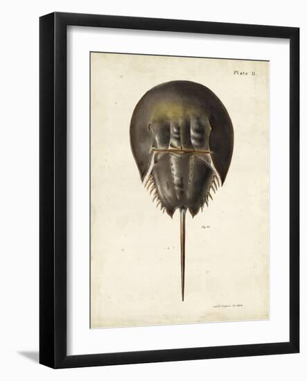 Vintage Horseshoe Crab-DeKay-Framed Art Print