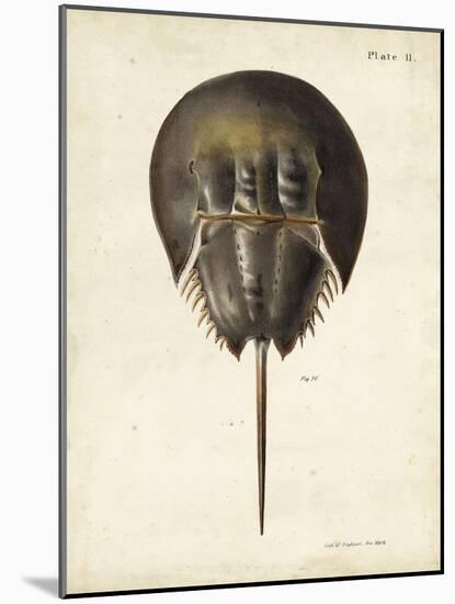 Vintage Horseshoe Crab-DeKay-Mounted Art Print