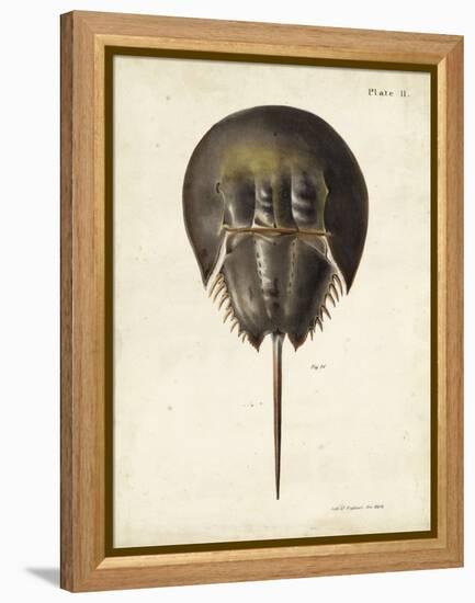 Vintage Horseshoe Crab-DeKay-Framed Stretched Canvas