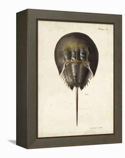 Vintage Horseshoe Crab-DeKay-Framed Stretched Canvas