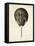 Vintage Horseshoe Crab-DeKay-Framed Stretched Canvas