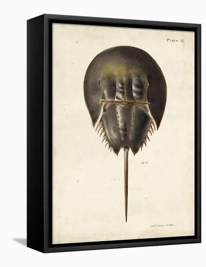 Vintage Horseshoe Crab-DeKay-Framed Stretched Canvas