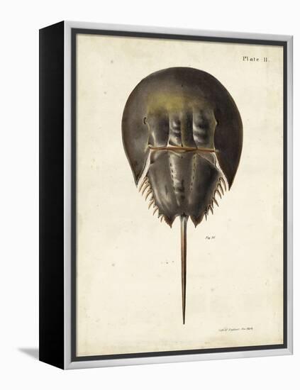 Vintage Horseshoe Crab-DeKay-Framed Stretched Canvas