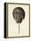 Vintage Horseshoe Crab-DeKay-Framed Stretched Canvas