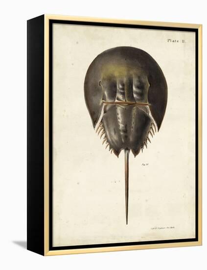 Vintage Horseshoe Crab-DeKay-Framed Stretched Canvas