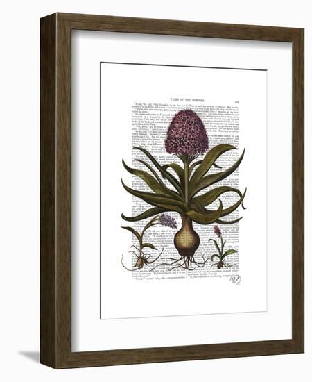 Vintage Hyacinth-Fab Funky-Framed Art Print