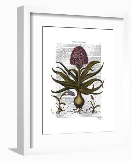 Vintage Hyacinth-Fab Funky-Framed Art Print