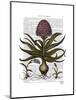 Vintage Hyacinth-Fab Funky-Mounted Art Print