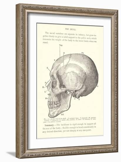 Vintage Illustration of the Skull-null-Framed Art Print