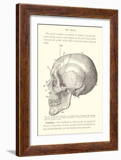 Vintage Illustration of the Skull-null-Framed Art Print