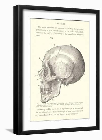 Vintage Illustration of the Skull-null-Framed Art Print