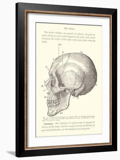 Vintage Illustration of the Skull-null-Framed Art Print