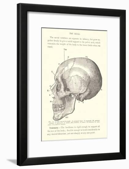 Vintage Illustration of the Skull-null-Framed Art Print