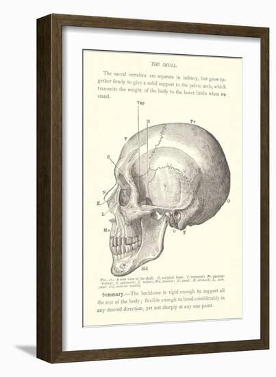 Vintage Illustration of the Skull-null-Framed Premium Giclee Print