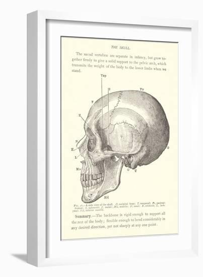 Vintage Illustration of the Skull-null-Framed Premium Giclee Print