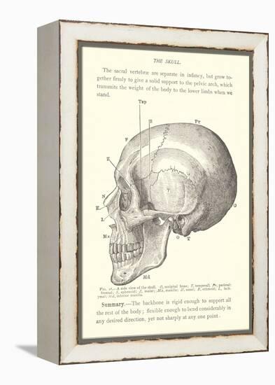 Vintage Illustration of the Skull-null-Framed Stretched Canvas