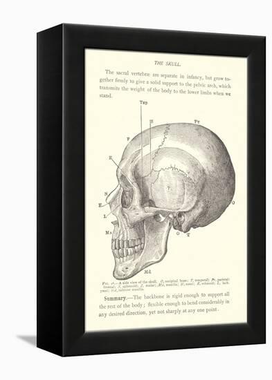 Vintage Illustration of the Skull-null-Framed Stretched Canvas