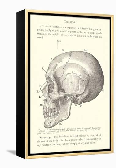 Vintage Illustration of the Skull-null-Framed Stretched Canvas