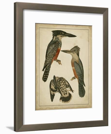 Vintage Kingfishers I-null-Framed Art Print