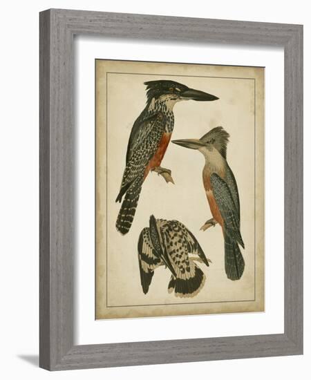 Vintage Kingfishers I-null-Framed Art Print