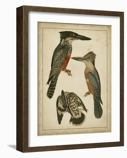 Vintage Kingfishers I-null-Framed Art Print